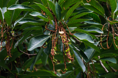 Image of Terminalia subspathulata by (c) Adam Kamal, some rights reserved (CC BY)