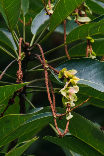 Image of Terminalia subspathulata by (c) Adam Kamal, some rights reserved (CC BY)