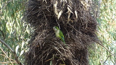Myiopsitta monachus