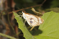 Vettius fantasos