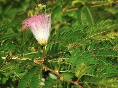 Calliandra riparia