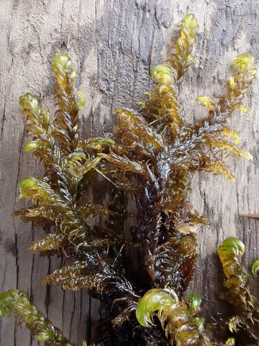Hamatocaulis lapponicus
