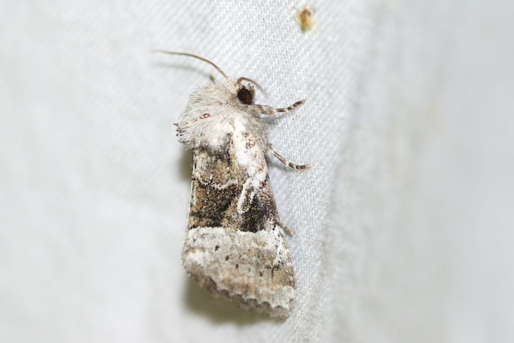 Newman's Brocade