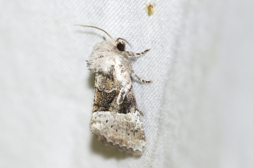 Newman's Brocade