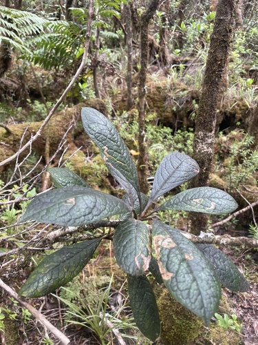 Pittosporum gayanum, 2025-03-25