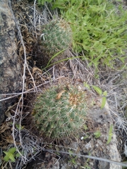 Coryphantha octacantha