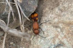 Dasymutilla quadriguttata