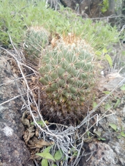 Coryphantha octacantha