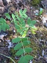 Astragalus umbellatus