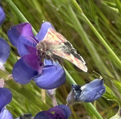 Schinia pulchripennis