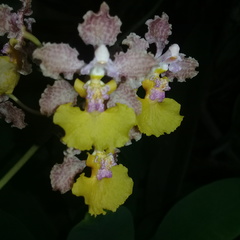 Trichocentrum andreanum