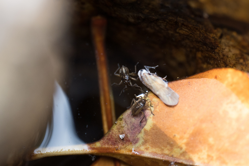 Thanthirimalaya Insect Thirumalaia in April 2025 by tkp123 · iNaturalist