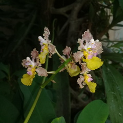 Trichocentrum andreanum