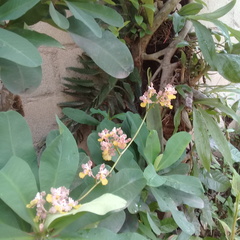 Trichocentrum andreanum