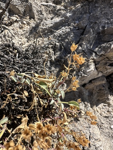 Image of Penstemon petiolatus by (c) Matt Berger, some rights reserved (CC BY)