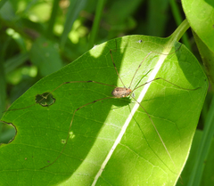 Leiobunum aldrichi