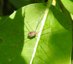 Leiobunum aldrichi