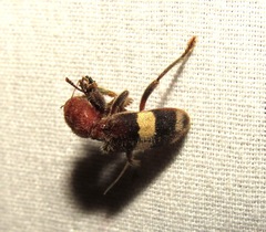 Enoclerus quadrisignatus