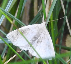 Chytolita morbidalis