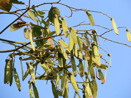Ventilago madraspatana observed 2025-04-06