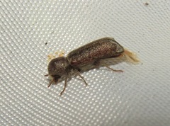 Amphicerus bicaudatus