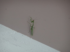 Stagmatoptera