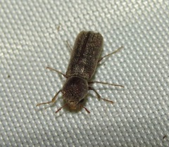 Amphicerus bicaudatus