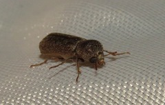 Amphicerus bicaudatus