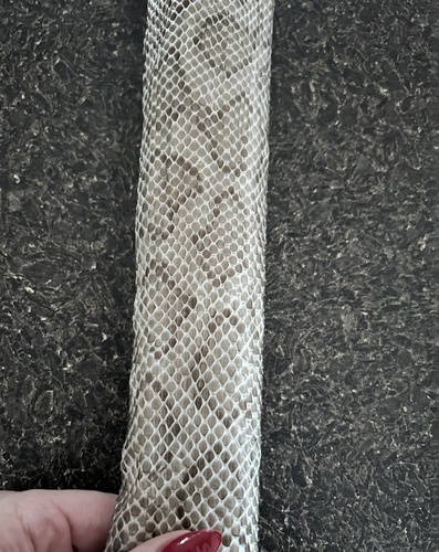 Coastal Carpet Python sighting