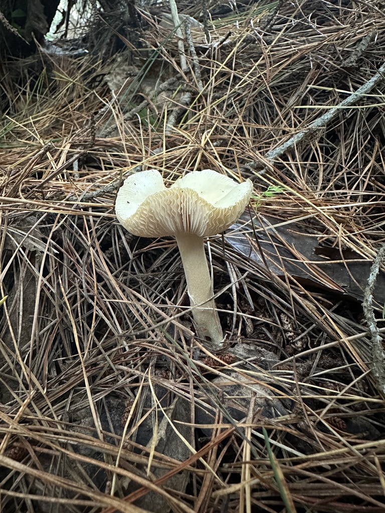 Amanita junquillea · April 2025 · photo: © marmalade101 (iNaturalist, cc0)