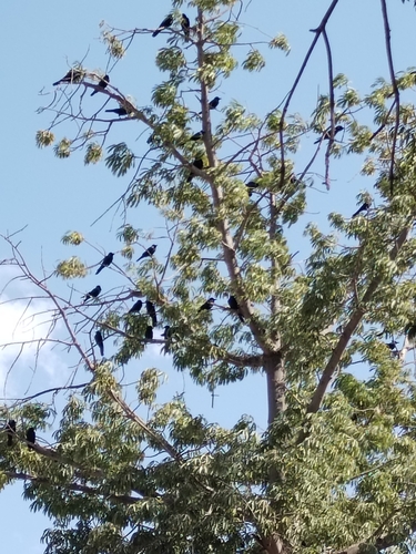 Sinaloa Crow (Corvus sinaloae), photo 8