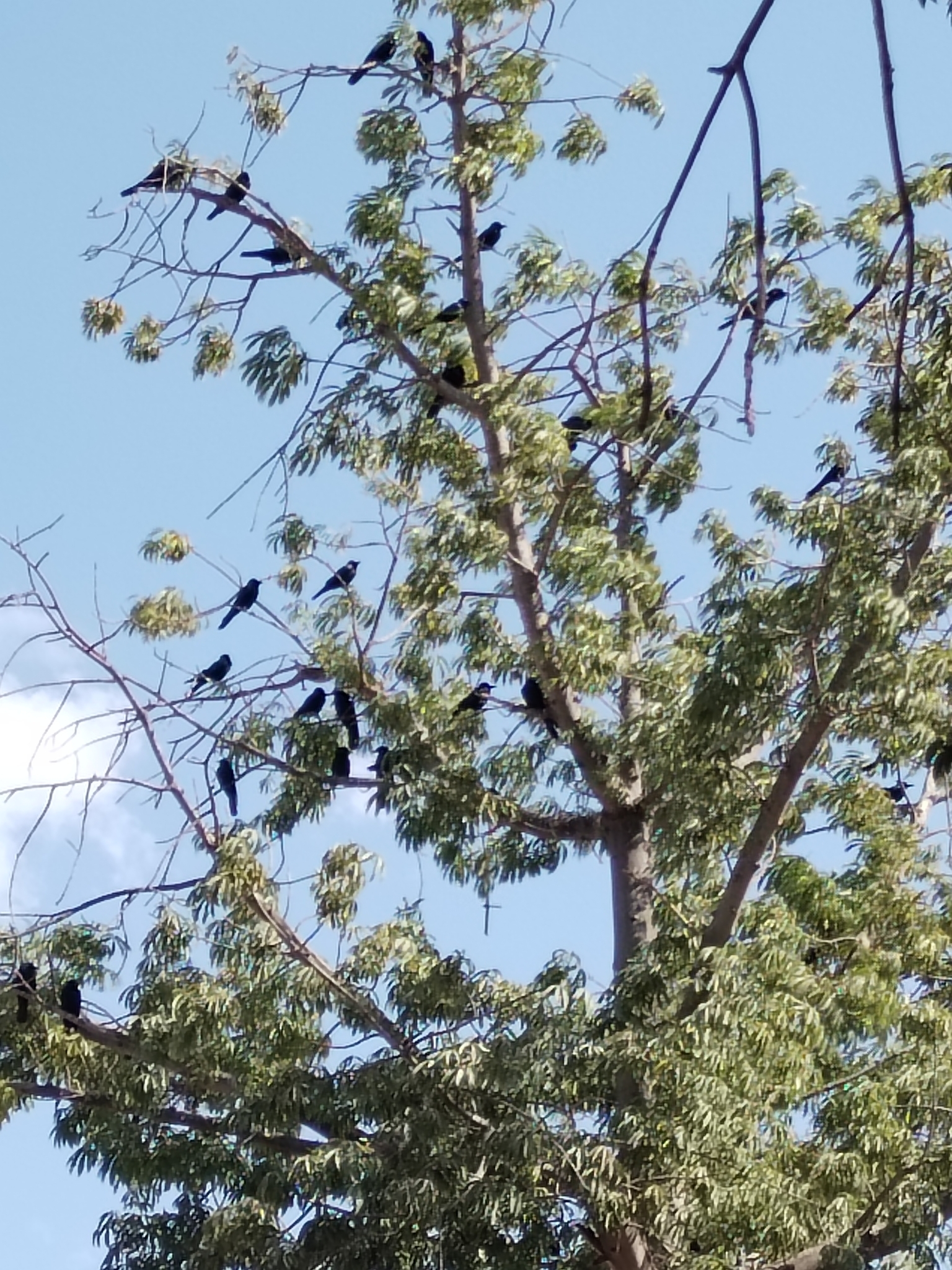 Sinaloa Crow (Corvus sinaloae), photo 6