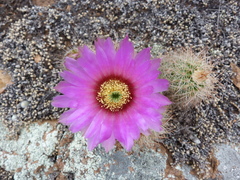 Echinocereus reichenbachii baileyi