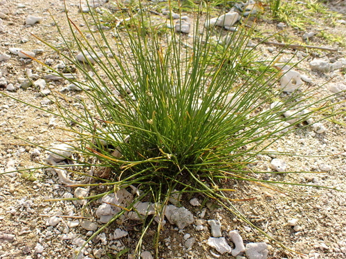 Cyperus laevigatus observed 2025-04-07