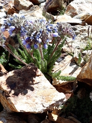 Polemonium chartaceum