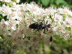 Brachyleptura brevis