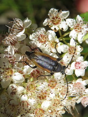 Brachyleptura brevis