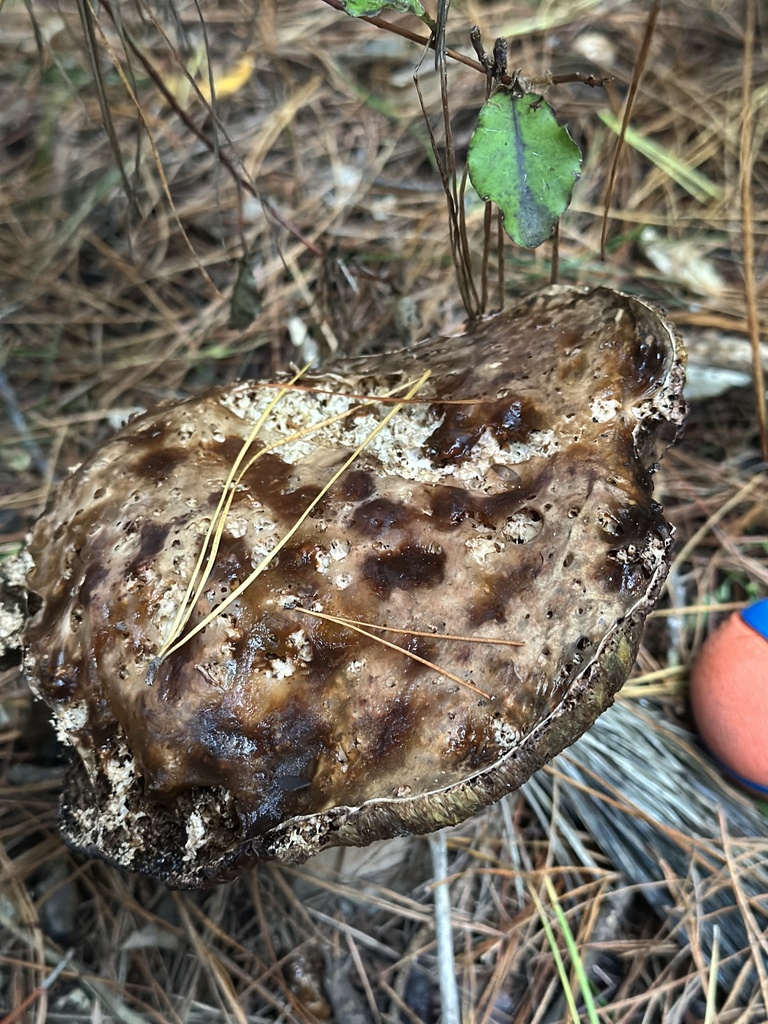 Boletus edulis · April 2025 · photo: © marmalade101 (iNaturalist, cc0)
