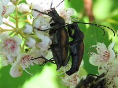 Brachyleptura brevis