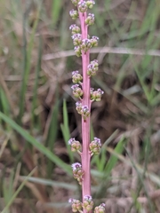 Triglochin concinna concinna