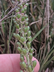 Triglochin concinna concinna