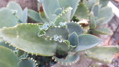 Kalanchoe laetivirens