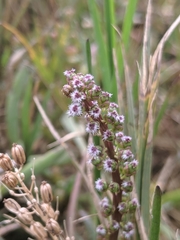 Triglochin concinna concinna