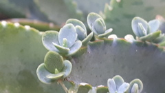 Kalanchoe laetivirens
