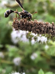 Physocephala sagittaria