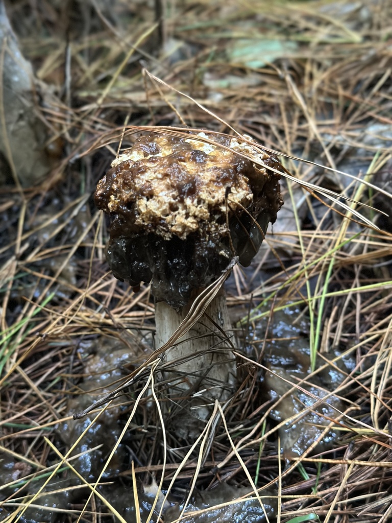 Boletus edulis · April 2025 · photo: © marmalade101 (iNaturalist, cc0)
