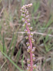 Triglochin concinna concinna