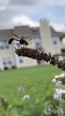 Physocephala sagittaria
