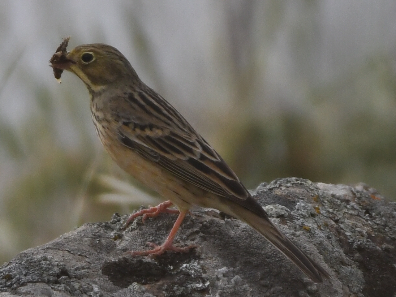 Ortolan Bunting (Emberiza hortulana)
