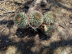Mammillaria karwinskiana